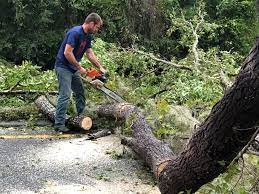 Professional Tree Removal in Pomona, NJ