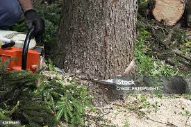 Best Hazardous Tree Removal  in Pomona, NJ