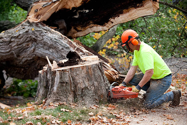 Best Lawn Renovation and Restoration  in Pomona, NJ