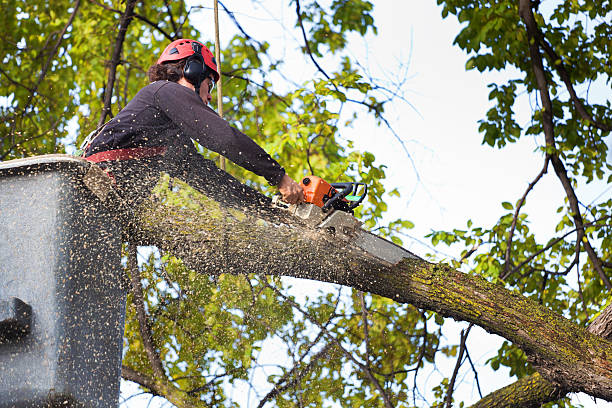 Best Tree Health Inspection  in Pomona, NJ